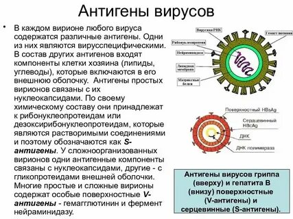 Какая характеристика подходит для описания вирусной частицы