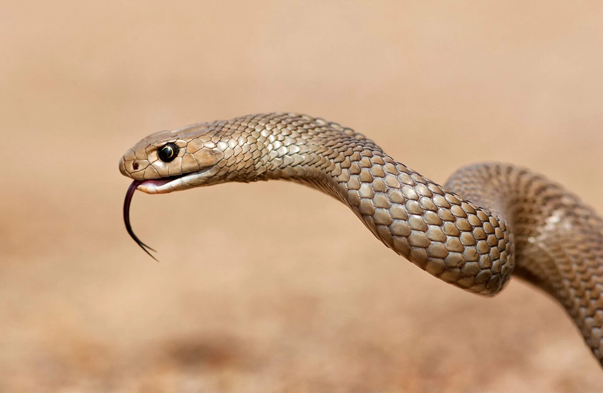 Австралийский ядовитый змей. Мулга змея. Змея Тайпан голубая. Браун Снейк змея. Австралийский Тайпан.