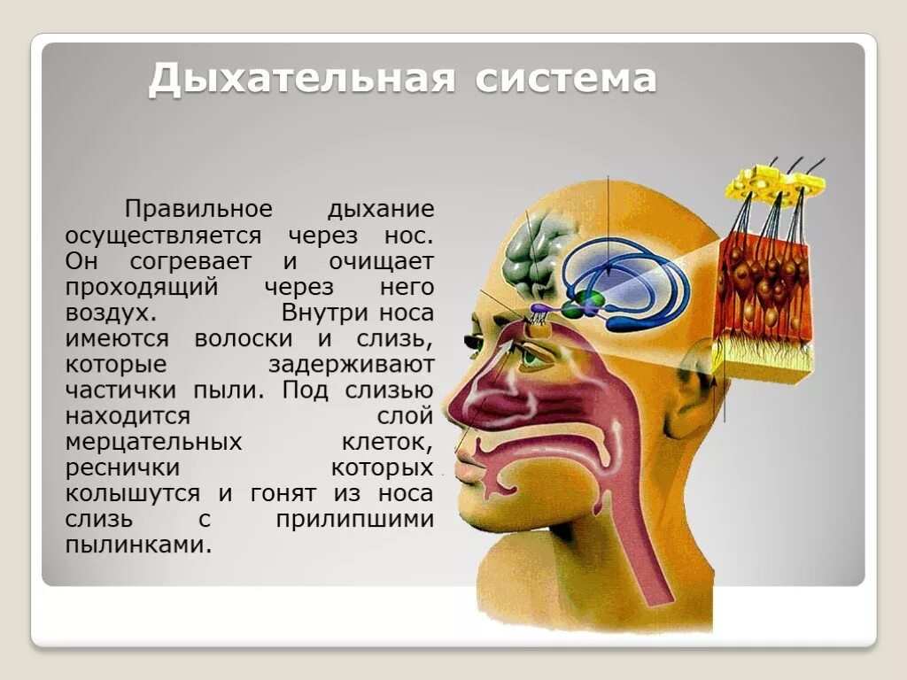 Как дышать носом. Правильное дыхание. Как дышит нос у человека. Дыхание через нос.