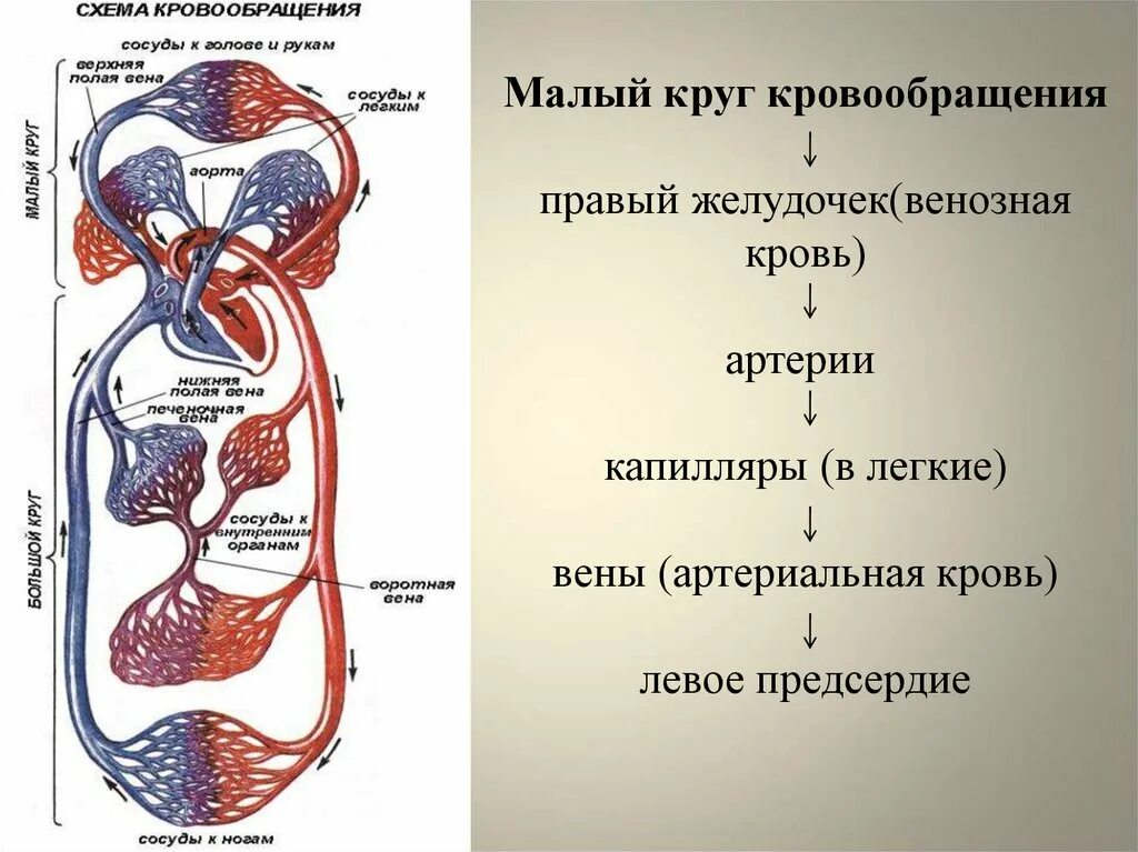 Схема малого круга кровообращения. Круги кровообращения сердца схема. Круги кровообращения презентация. Большой круг кровообращения схема. Сердце и кровообращение 8 класс