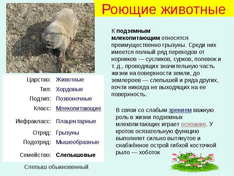 Приспособления подземных млекопитающих