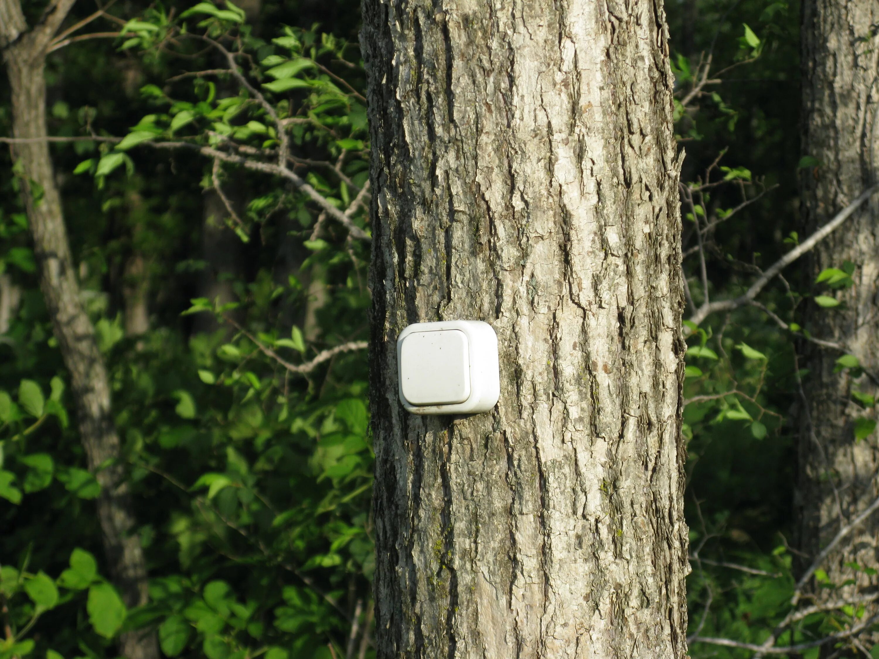 Висит на березки. Выключатель дерево. Розетка в лесу. Розетка в дереве. Камера на дереве.