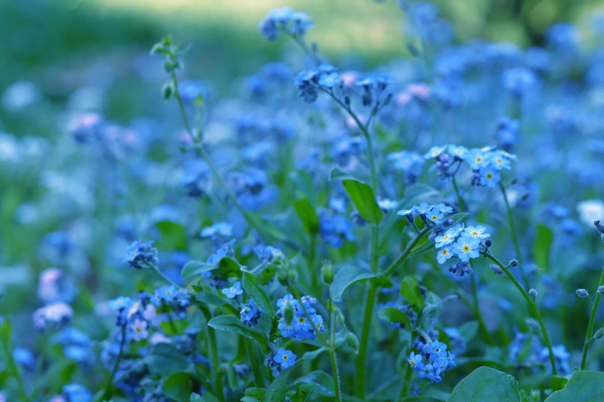 Поле незабудок. Незабудка Полевая (Myosotis arvensis). Незабудка холмовая. Луговые цветы Незабудка. Голубые полевые цветы незабудки.