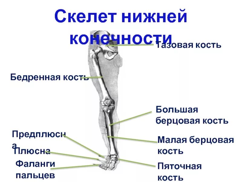 Находится берцовая кость. Строение скелета малая берцовая кость. Берцовая кость нижней конечности. Скелет нижних конечностей берцовая кость. Скелет человека берцовая кость ноги.