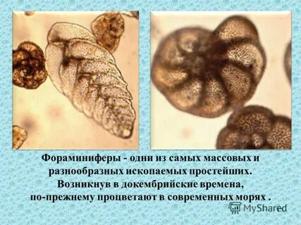 Ископаемые простейшие