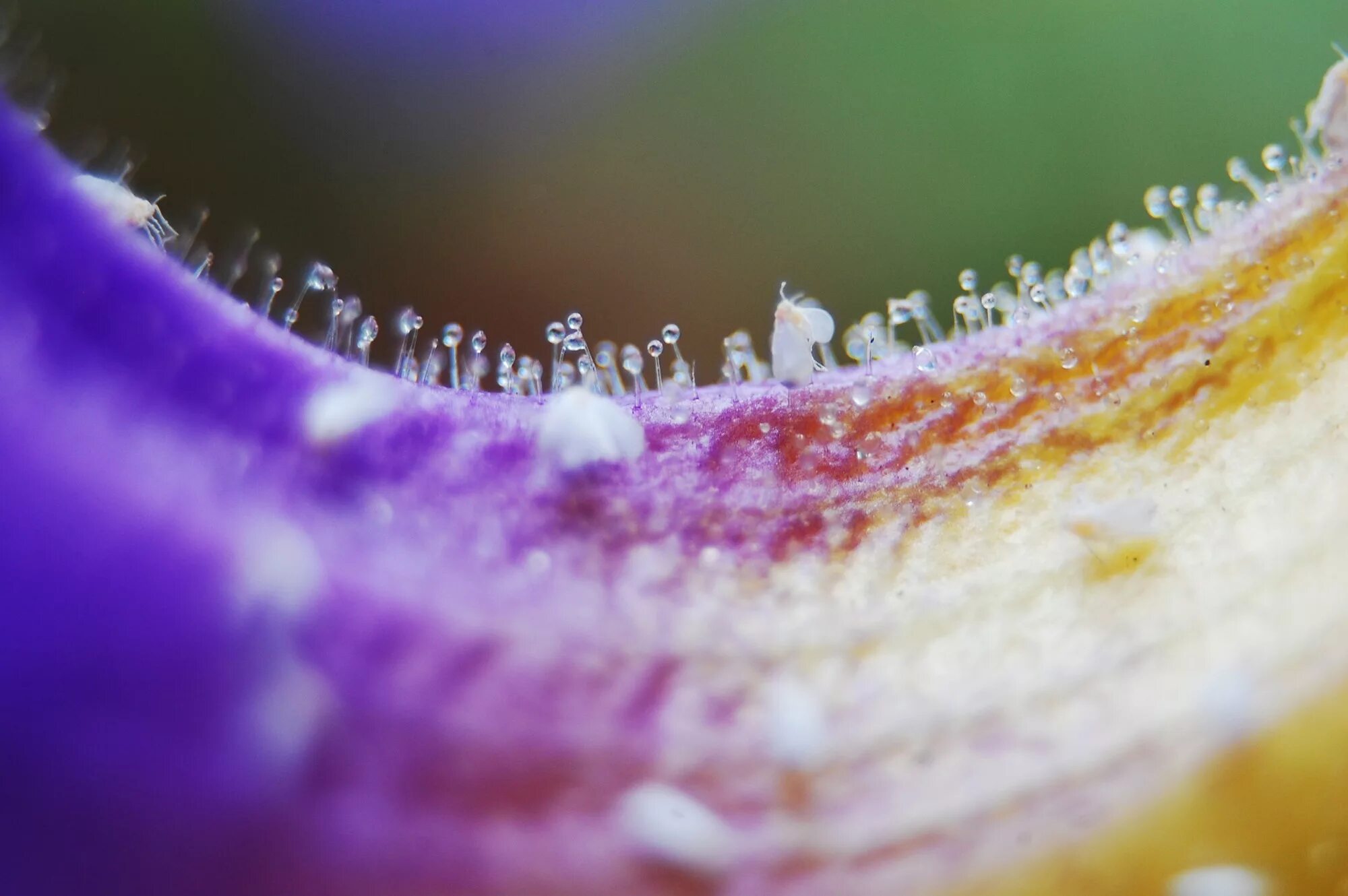 New macro