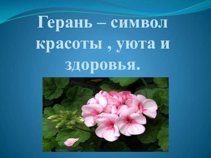 Герань биология. Герань пеларгония тупица. Герань цветок символ. Проект про герань. Скорость герани