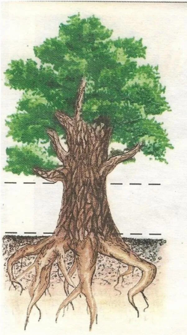 На рисунке изображены облепиха и дуб. Дуб черешчатый корень. Дуб черешчатый корневая система. Канадский дуб корневая система. Корень тополя.
