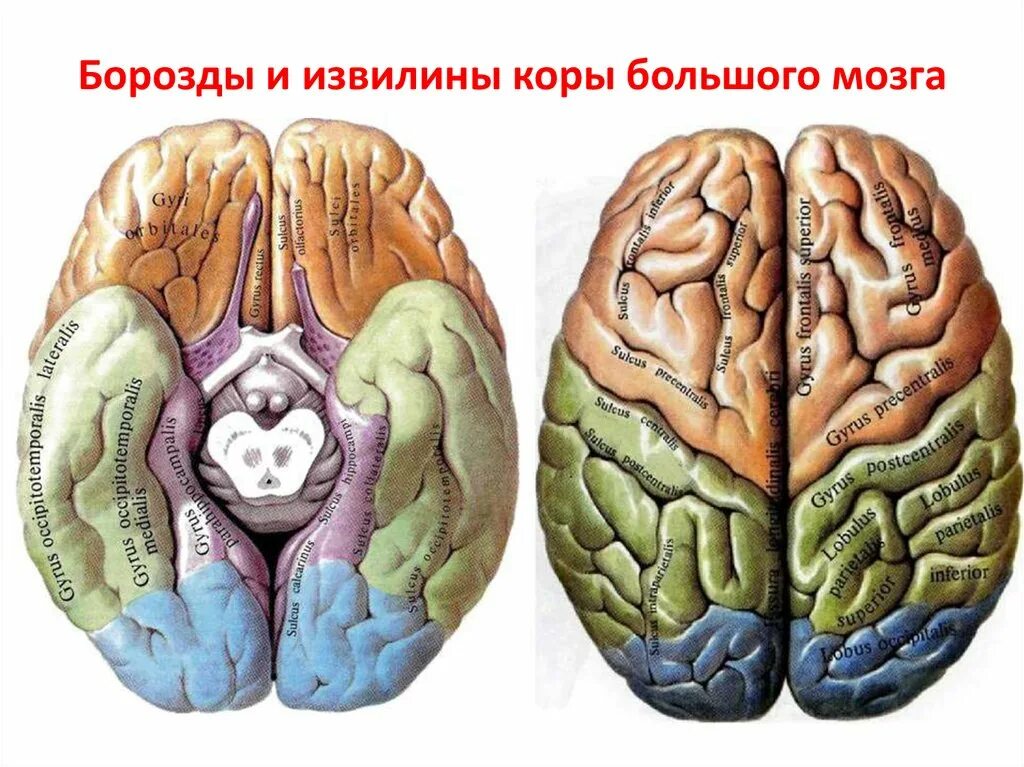 Содержит борозды и извилины какой мозг. Извилины головном мозге анатомия. Борозды и извилины головного мозга. Анатомия коры головного мозга доли борозды извилины. Борозды и извилины коры больших полушарий.