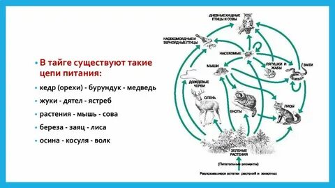Составить пищевые связи