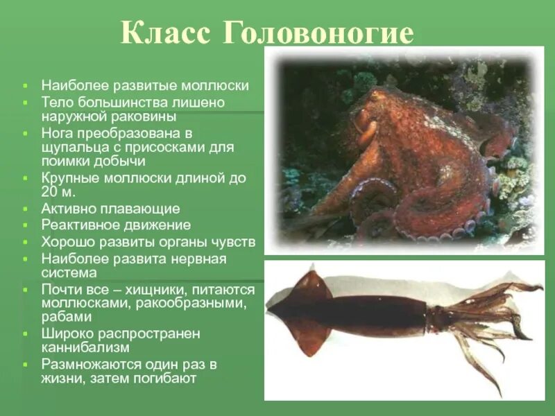 Характеристика класса головоногие. Общая характеристика головоногих моллюсков. головоногие моллюски 7 класс биология кратко. характеристика класса головоногие моллюски. класс головоногиемоллбск.