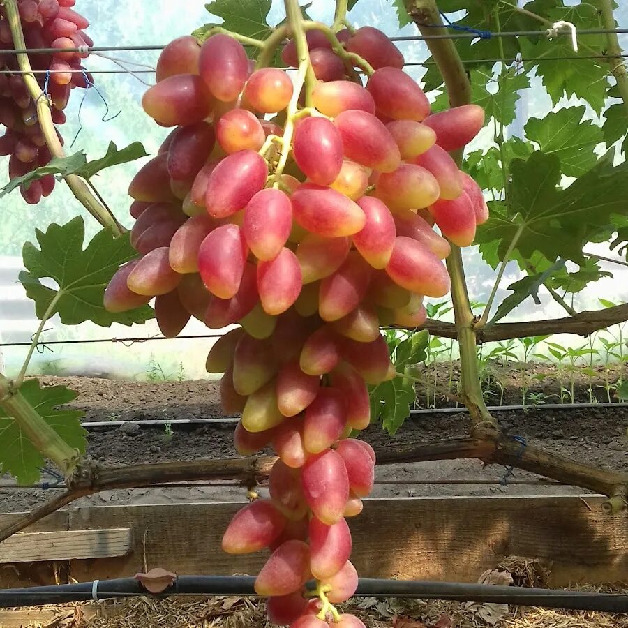 Виноград вкус клубники