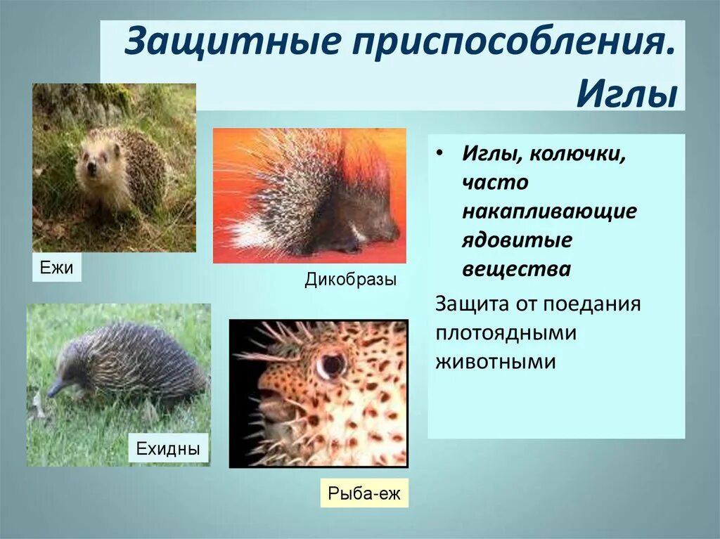 Какие приспособления есть у животных. Еж приспособление к среде. защитные приспособления у животных. приспособленность ежа. ежика живых организмов.