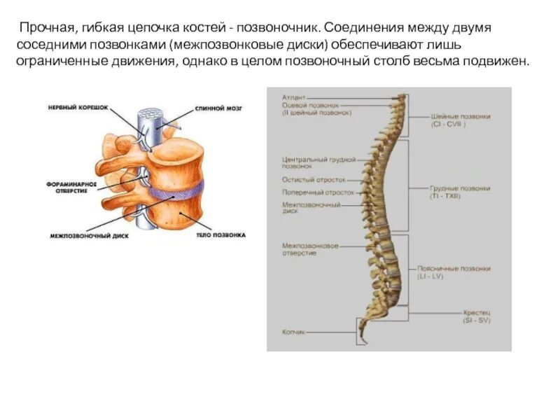 Позвоночный столб изгибы строение. Позвоночный столб соединения позвонков. соединение позвонков позвоночный столб в целом. виды соединений позвонков в позвоночном столбе. позвонки в позвоночнике тип соединения костей.