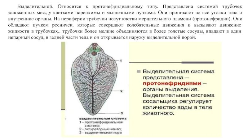 Строение выделительной системы печеночного сосальщика. Выделительная система печеночного сосальщика рисунок. Строение печеночного сосальщика выделительная. Строение выделительной системы сосальщиков. Выделение сосальщиков