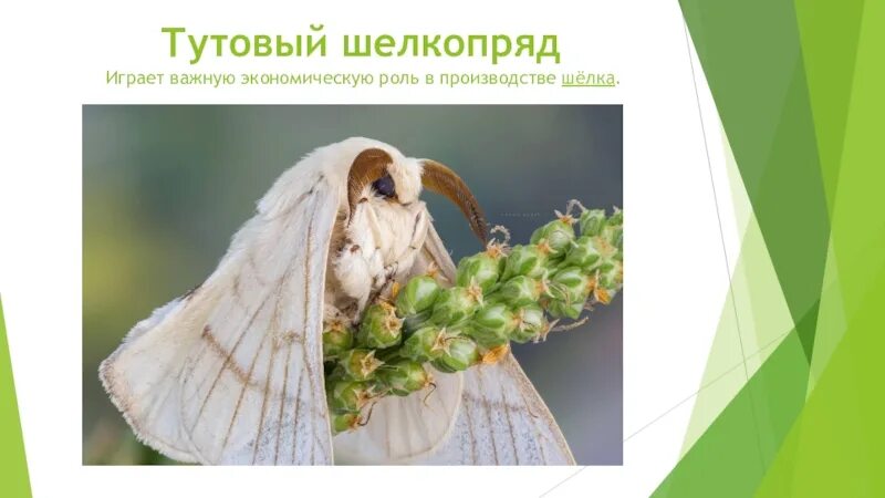 Определите тип развития тутовый шелкопряд. Тутовый шелкопряд шелк. дикий тутовый шелкопряд. тутовый шелкопряд бабочка. тутовый шелкопряд самка и самец.