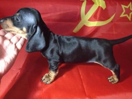 Продам щенка такса