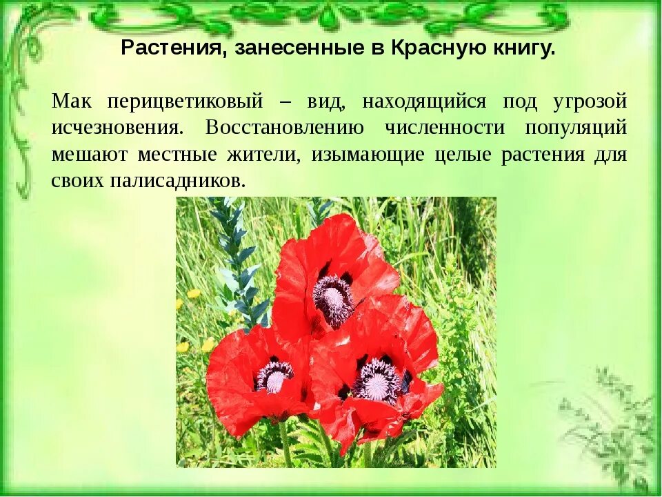 Растения занесенные в красную книгу 2 класс. Растения занесенные в красную книгу. растения из красной книги россии. растения красной книги россии. растения изкрасной книгу рочсии.