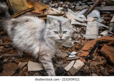 Destroy cat