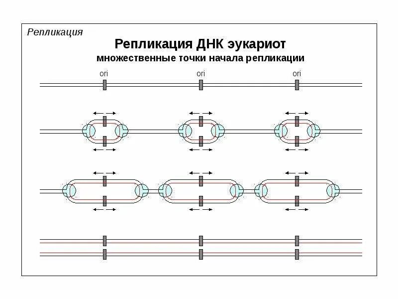 Схема репликации эукариот. Репликация днк репликон. Репликация прокариот и эукариот. Особенности репликации у эукариот. Репликация у эукариот.
