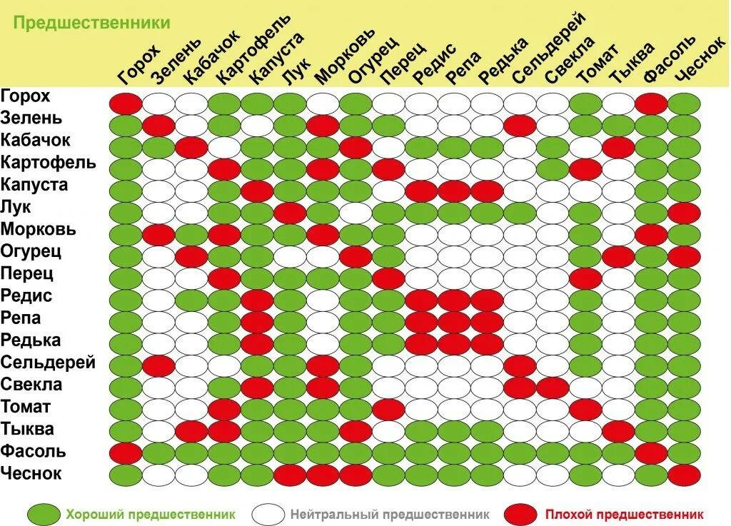 Соседство 18. Таблица севооборота овощных культур на огороде. Севооборот овощей на грядках таблица совместимости. Лучшие предшественники для посадки овощей таблица. Таблица совмещенных посадок растений на грядке.