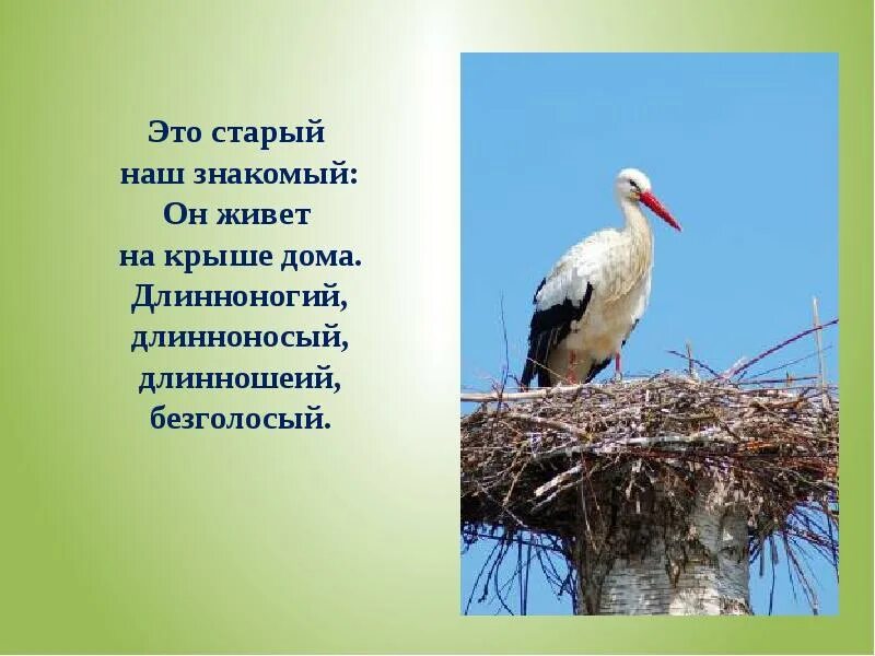 Аист на крыше текст распечатать. Стих про аиста. Стих про аиста для детей. Стихи о мире об аисте. Пусть Аист гнёзда вьёт на крыше, курлычат в небе Журавли..