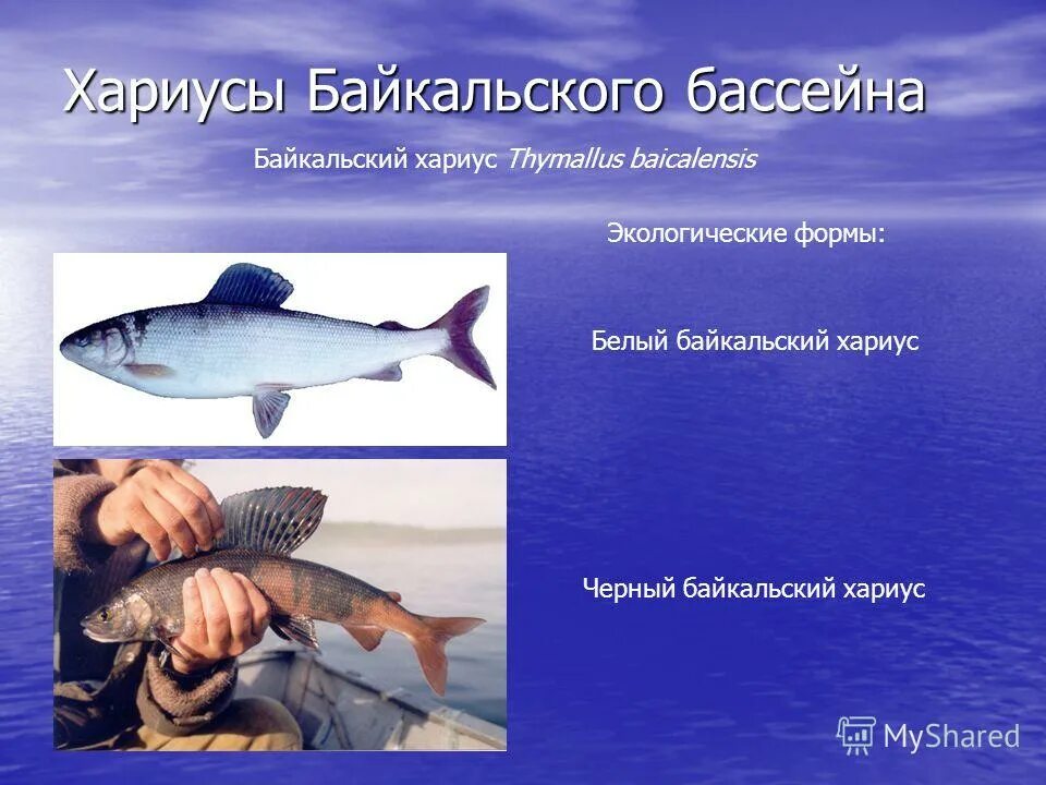 черный байкальский хариус реальная рыбалка