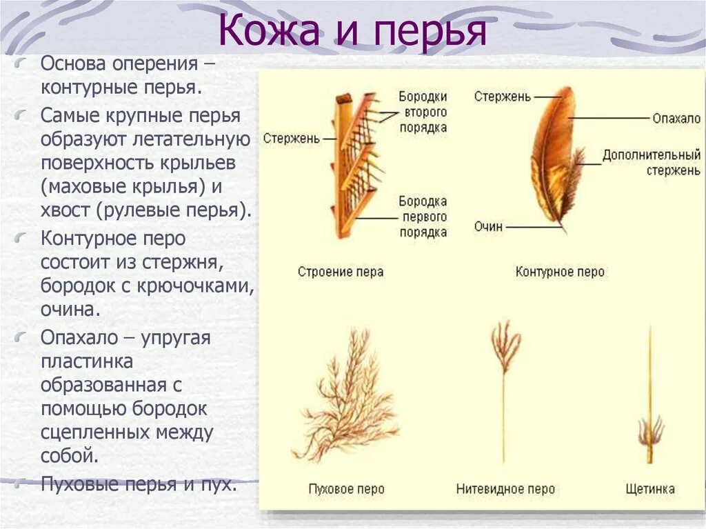 Перо щетинка. Строение пера щетинка. Рулевое перо строение. Контурное перо птиц состоит. Стержень пера птицы