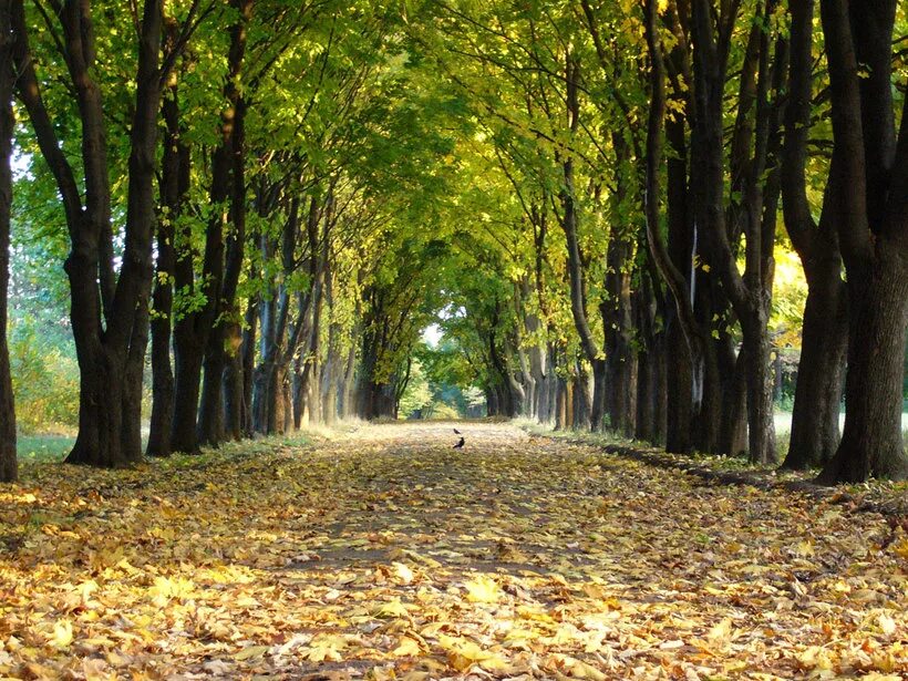 Парки краснодар ботанический сад косенко. Аллея героев в темрюке. Аллея краснодарский край. Анапа аллея славы. Платановая аллея феодосия.