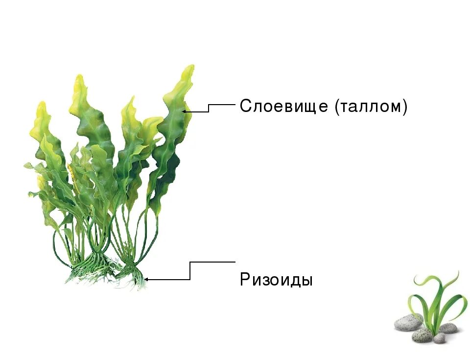 Слоевище ризоиды