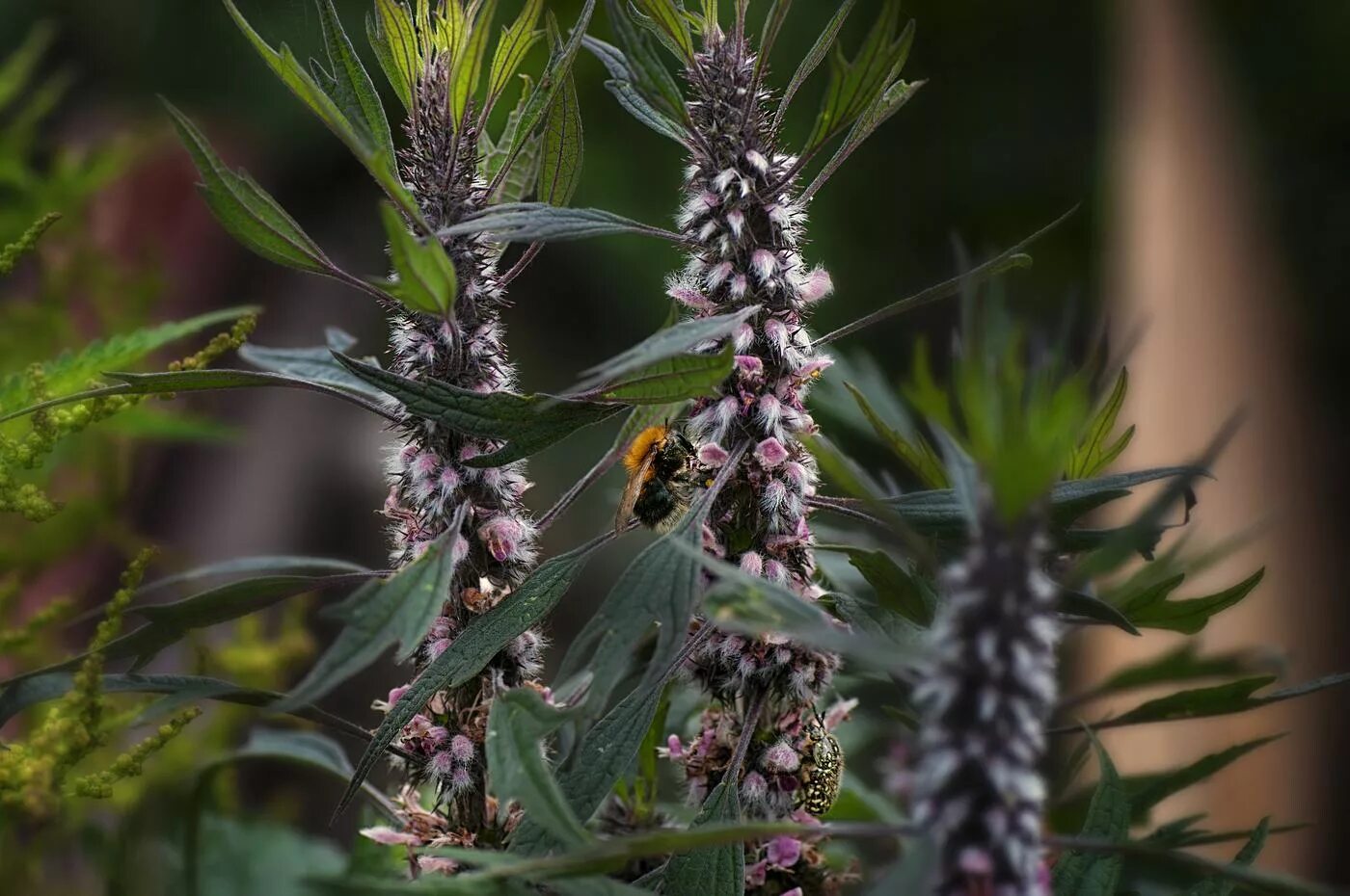 минари растение сахалинская. ягоды пальмы асаи. удо растение япония. растение удо. аралия сахалинская растение.