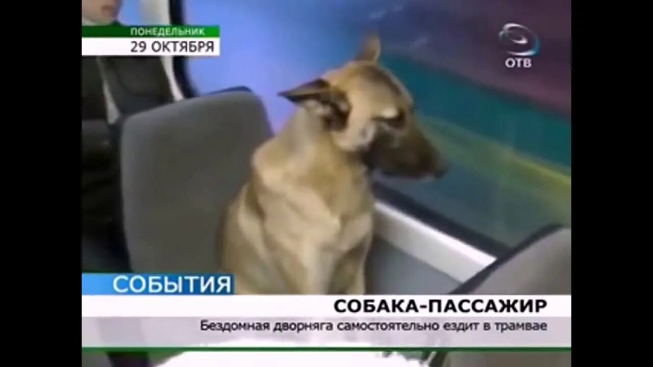 Собака ездила на автобусе. Собака ездила на автобусе