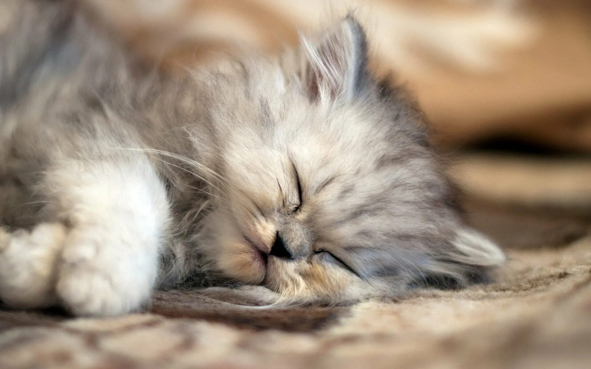Спокойный это какой. Спящий котик. Милые коты. Милые спящие котики.