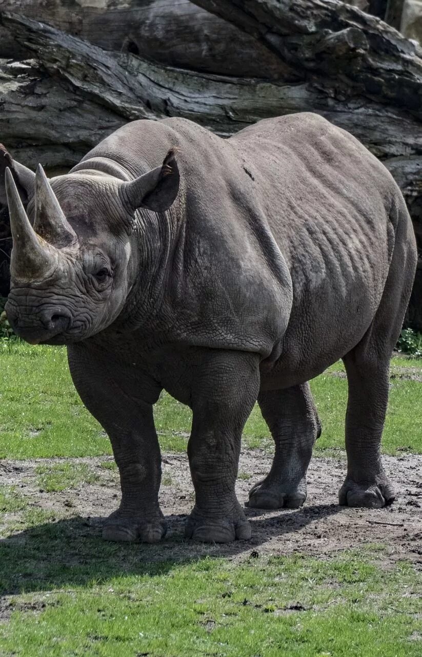 Носорог. Цвет носорога. Мощный носорог. Яванский носорог.