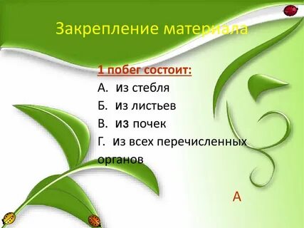 Почки 6 класс