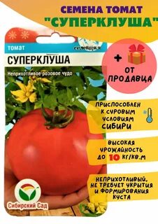 Помидор супер клуша описание сорта фото отзывы