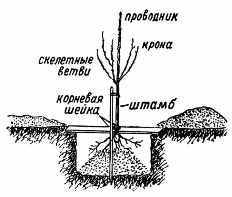 Как правильно посадить плодовое дерево