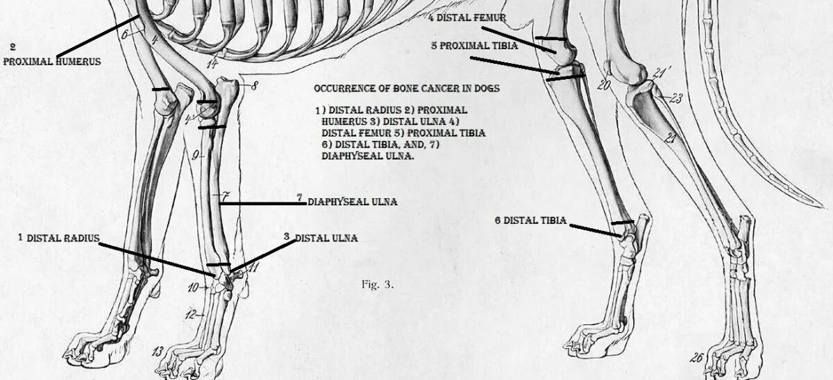 Кость лапы собаки. Локтевая кость собаки анатомия. Строение большеберцовой кости собаки. Анатомия костей задней конечности собаки. Локтевая кость собаки строение.