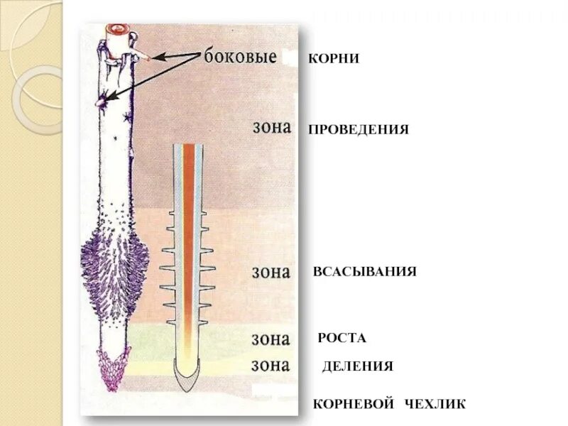 Корень строение и значение. Корень его строение и значение. Корень и его строение биология 6 класс. Биология корень его строение и значение.