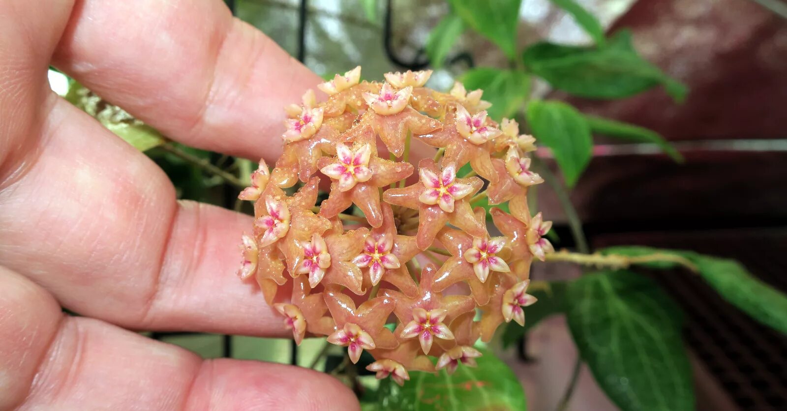 хойя фуджи. H. Hoya фитчи fitchii хойя. хойя buthleriana. H.