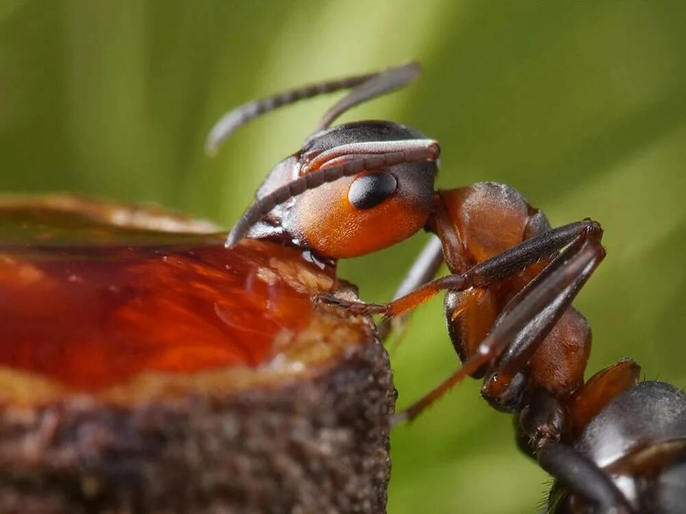 Рыжий муравей питание. Насекомые муравей. Муравьи фуражиры. Муравей отшельник. Пищевые муравьи.