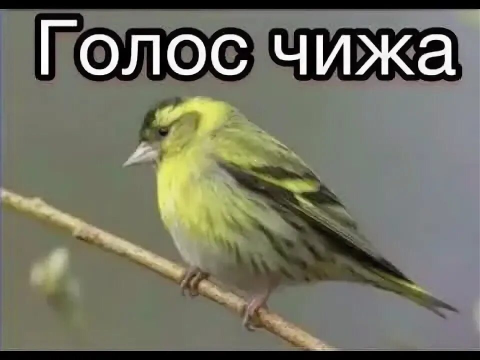 Пение птиц чиж. Spinus Spinus Чиж пение. Чиж голос. Чиж птица. Чиж птица пение.