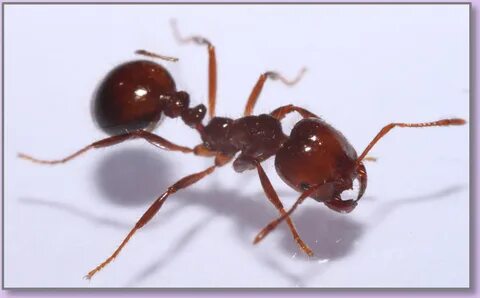 Super ant