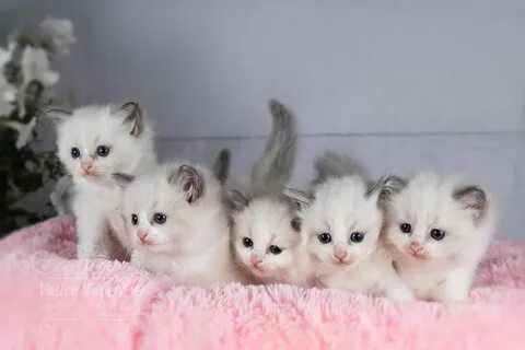 Купите 8 кота