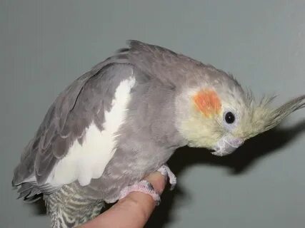 Зачем кореллы