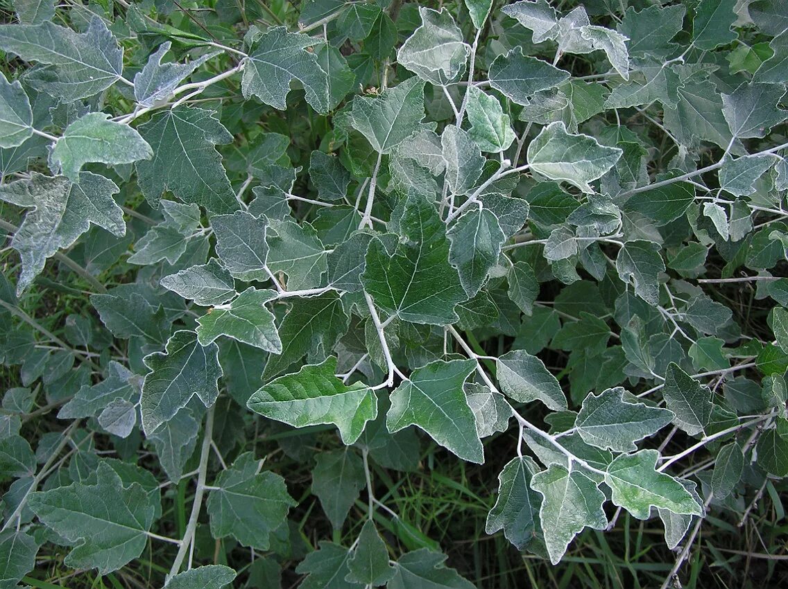 Populus alba тополь белый. Populus alba тополь белый серебристый. Populus alba тополь белый. Populus alba тополь белый. Тополь populus alba.