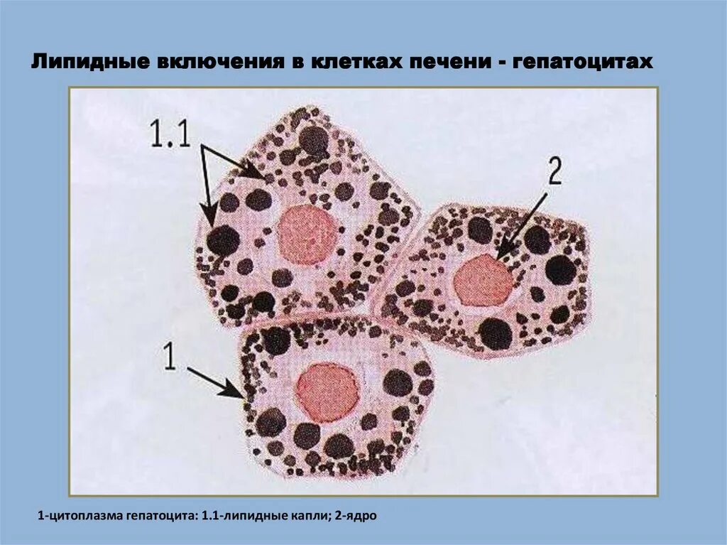 Какие клетки в печени. Цитология гистология клетка. Строение гепатоцита гистология. Клетки печени аксолотля под микроскопом. Жировые включения в гепатоцитах печени.