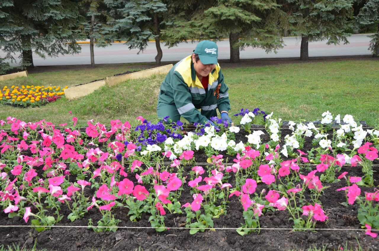 Посадка цветов в марте 24 года. Горзеленхоз луковичные лилии. Горзеленхоз Иркутск цветы. Хризантемы горшечные Горзеленхоз. Посадка цветов на клумбе.