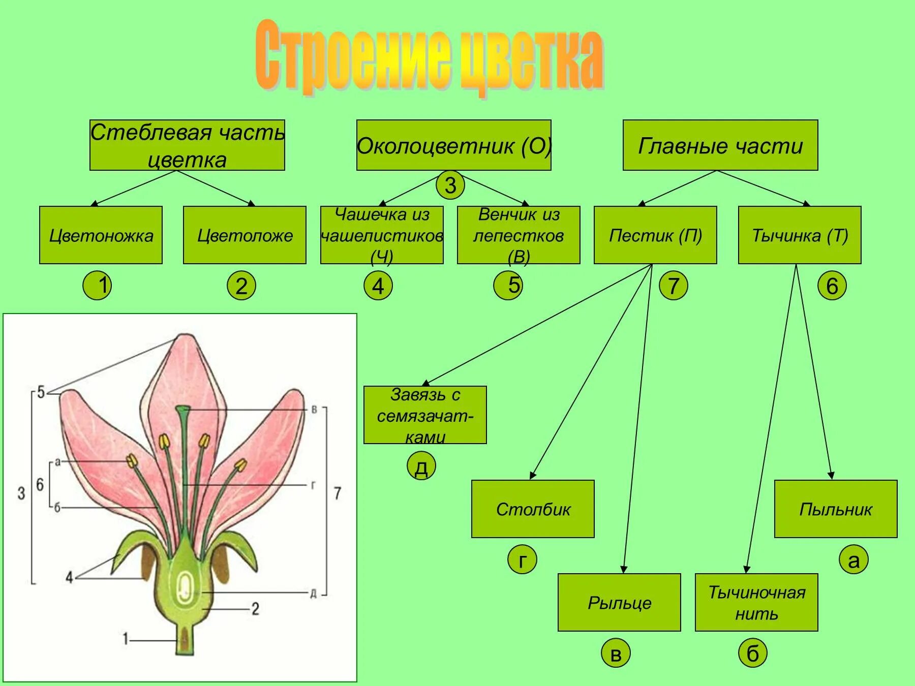 Целое часть биология. Схема строение цветка околоцветник 6 класс биология. Строение цветка и его функции биология 6 класс. Схема таблица строение цветка 6 класс биология. Строение части цветка 6 класс биология.