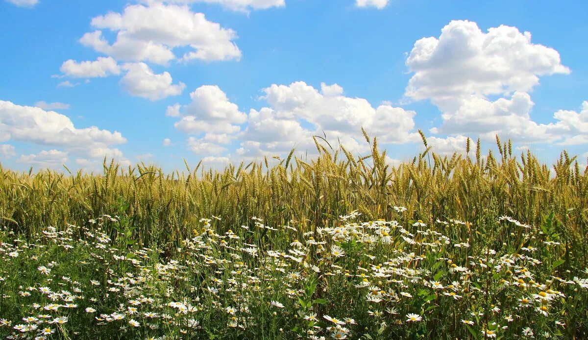 Емшан трава степная. Полынь в степи. Поле полыни. Раннее утро летом. Тысячелистник в степи.